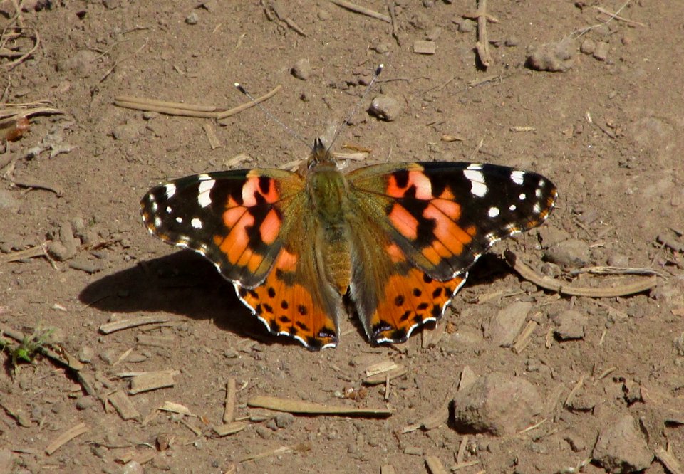 Painted lady, Vanessa cardui