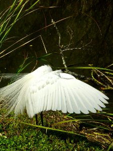 Snowy egret , NPSphoto, P.Baxter
