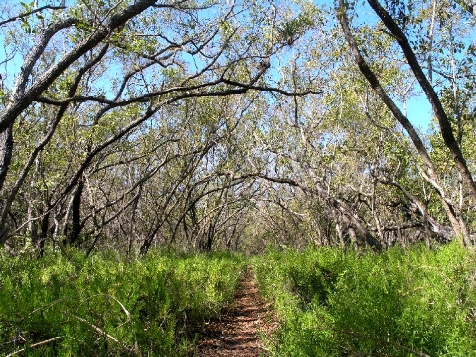 coastal prarie 1