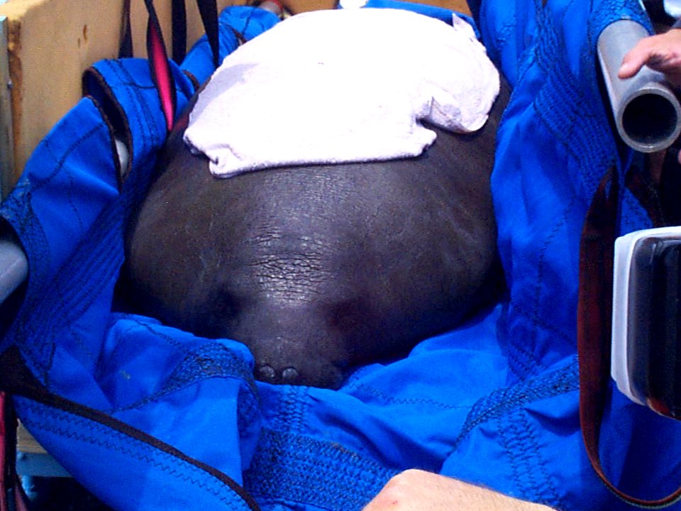 Manatee Rescue (1), NPSPhoto, 1998
