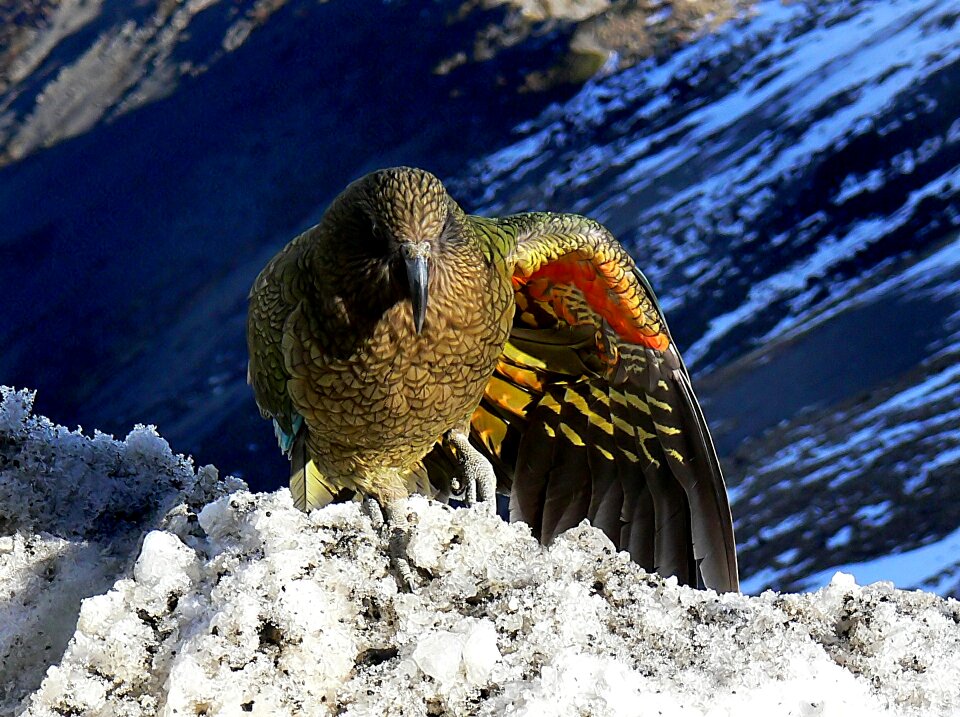 New zealand wildlife nature