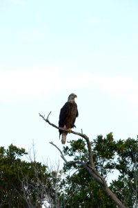 Bald Eagle fourth year (3), NPSPhoto, R. Cammauf