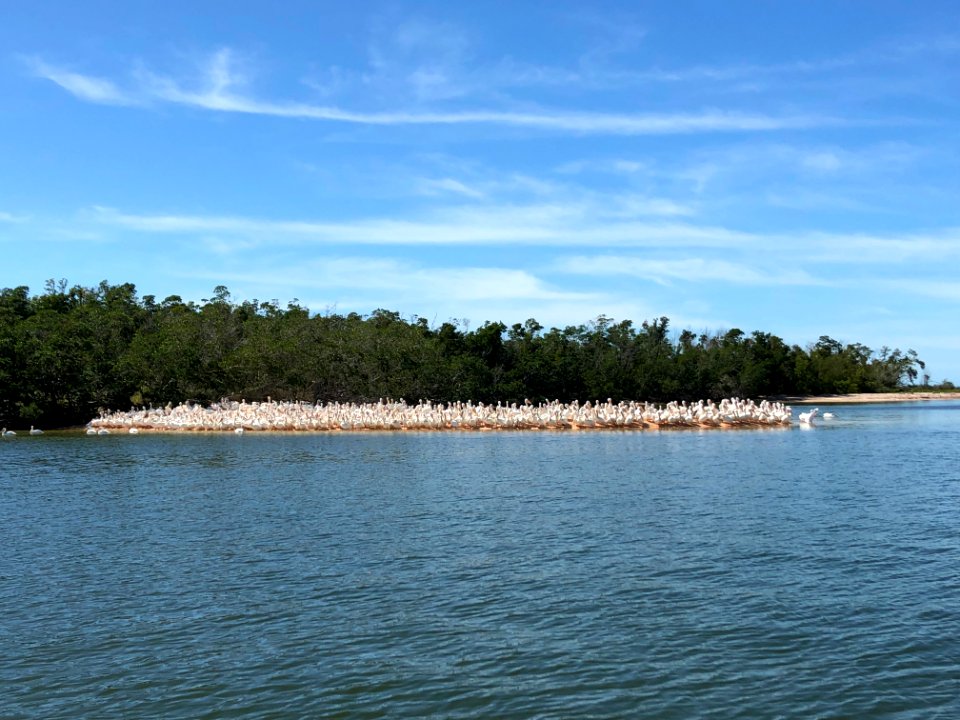 Kingston Key White Pelicans