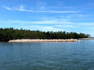 Kingston Key White Pelicans