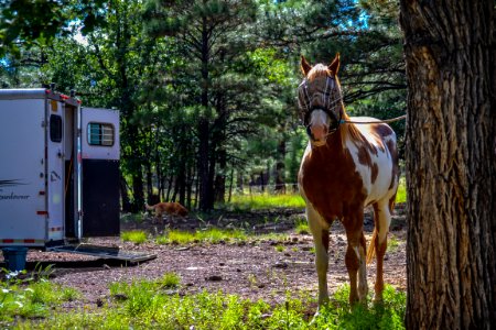 Little Elden Springs Horse Camp