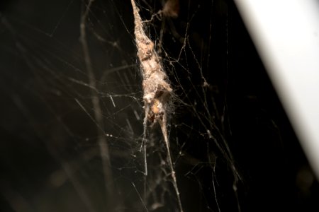 Orb Weaver 3080