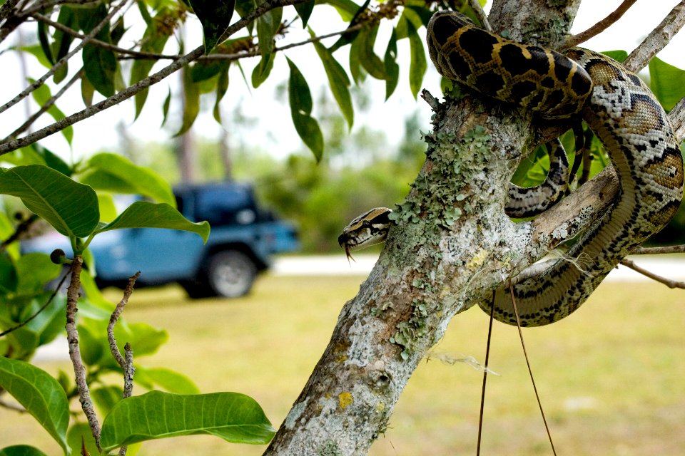 Burmese Python (8), NPSPhoto, R. Cammauf