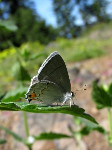 Gray Hairstreak, Strymon melinus photo