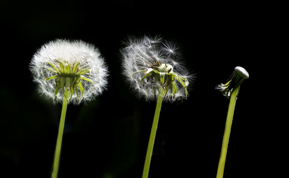 Nature pointed flower spring flower