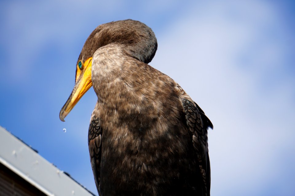 Double-crested Cormorant