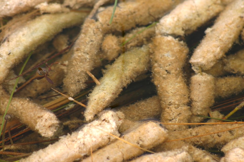 Periphyton (2), NPSPhoto