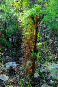 Pinelands after a prescribed fire (29), NPSPhoto