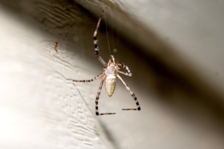 Banded Garden Spider 2991