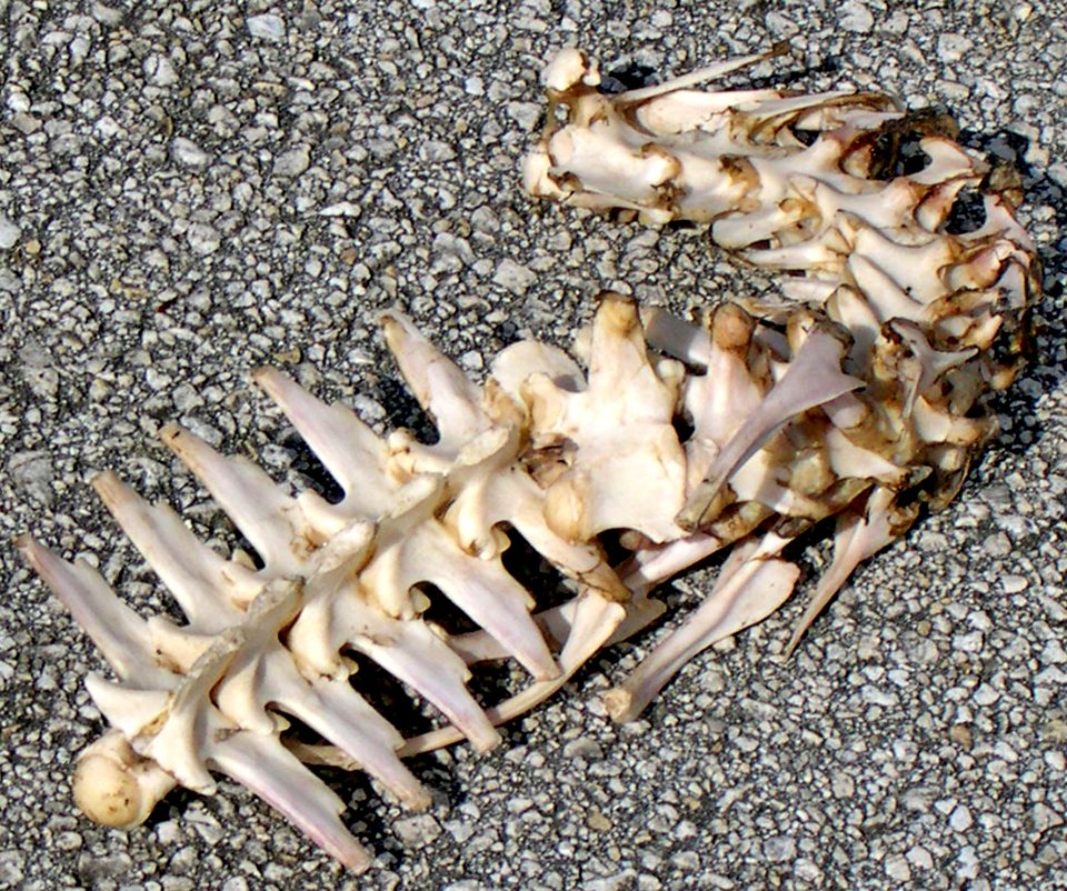 alligator skeleton, NPSPhoto