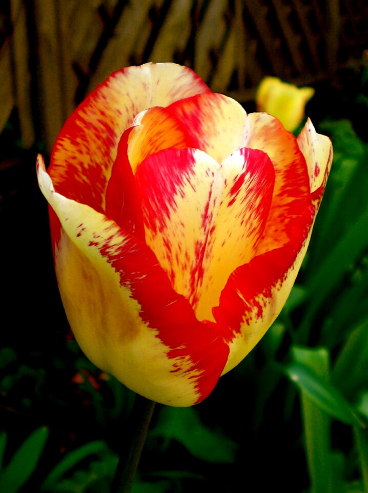 Spring blossom bloom