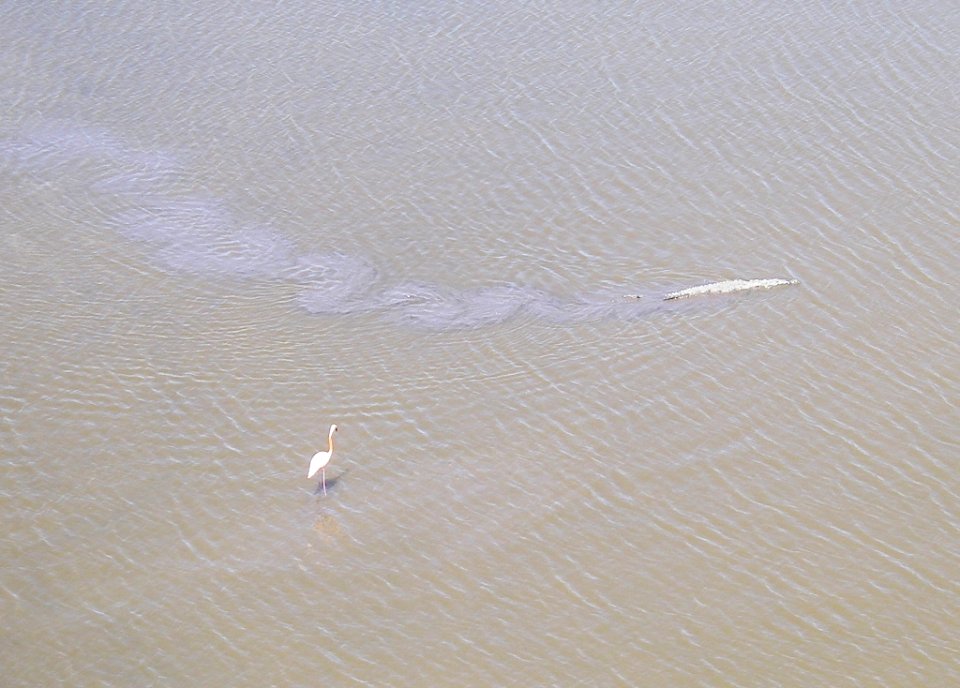 Flamingo and Crocodile, NPSPhoto, M.Parry