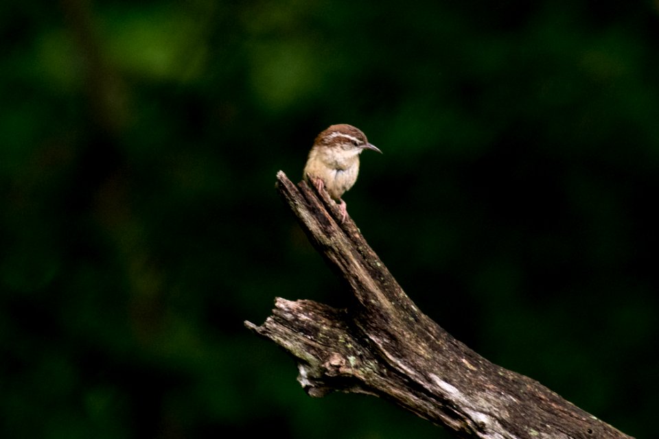 Carolina Wren 8783