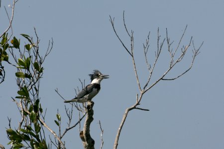 Belted Kingfisher male, NPSPhoto, R. Cammauf photo