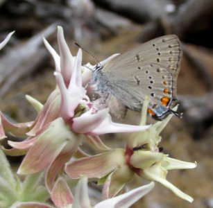 California Hairstreak