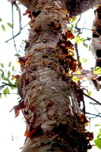 Gumbo Limbo Trail (11), NPSPhoto