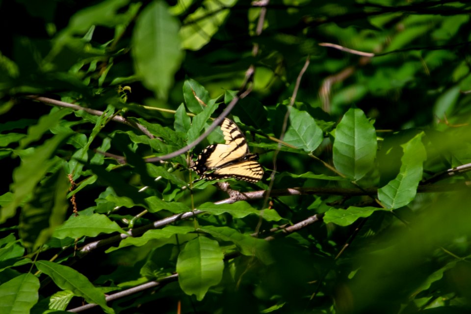 2019 Walk for the Woods Bacon Ridge Natural Area 141
