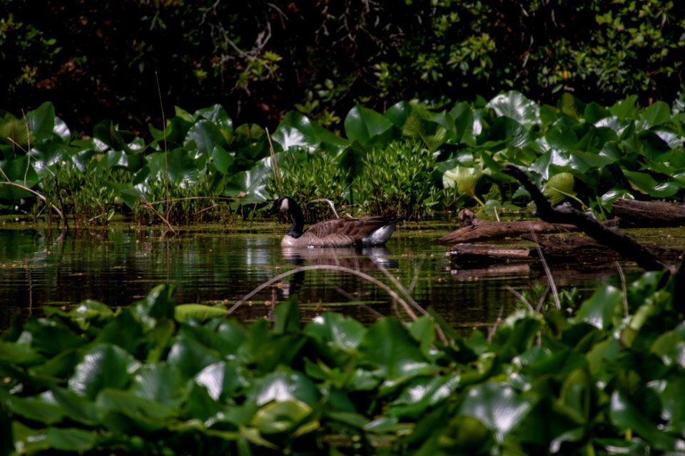 2019 Walk for the Woods Bacon Ridge Natural Area 213 Canada Goose