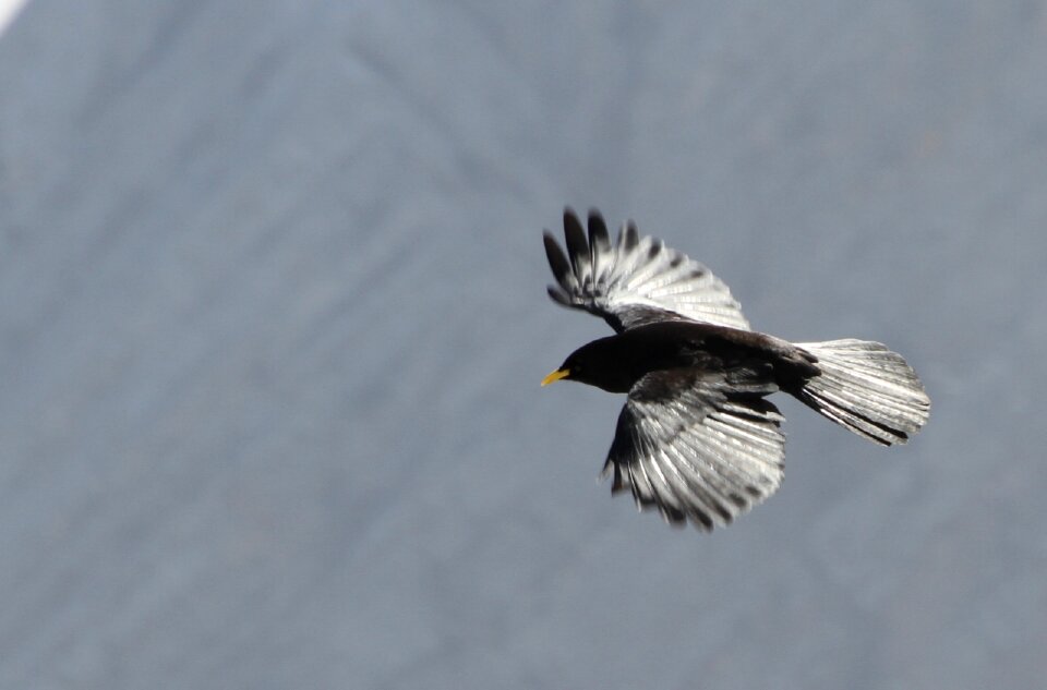 Flying nature wild