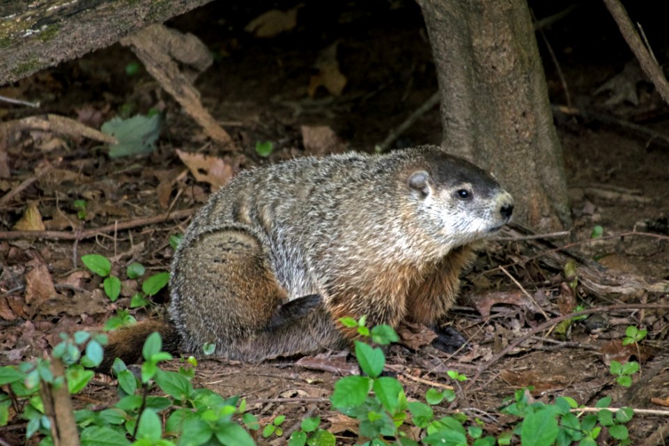 Ground Hog 08-26-2018 38