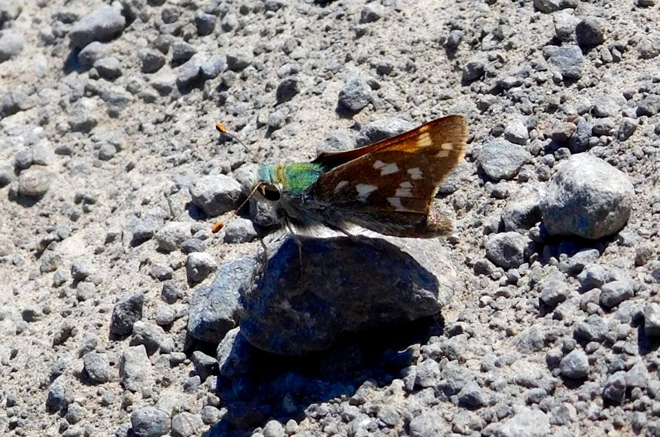 Juba Skipper, Hesperia juba