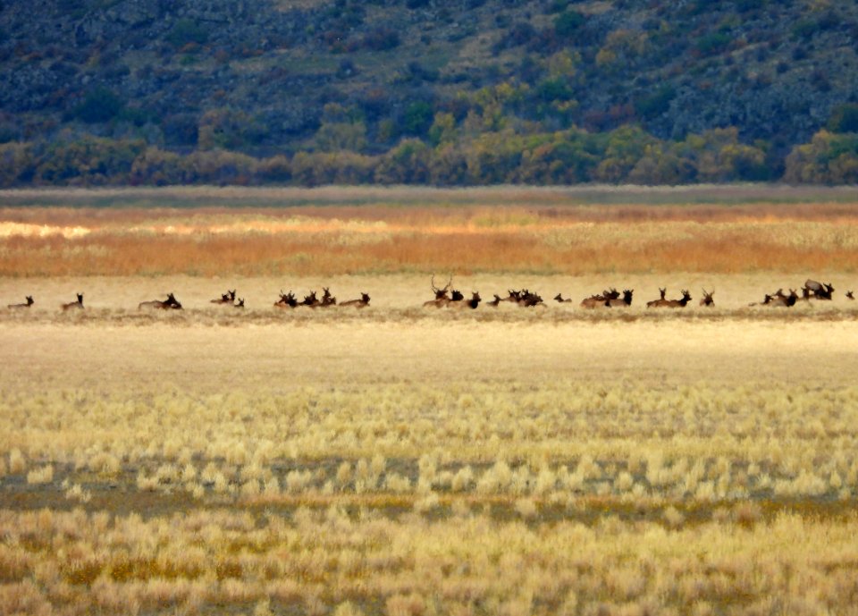 Elk in Mormon Lake