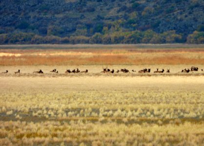 Elk in Mormon Lake