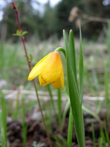 Fritillaria pudica