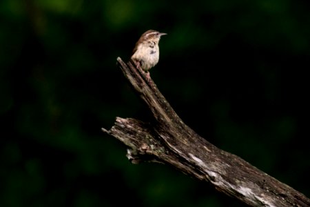 Carolina Wren 8789