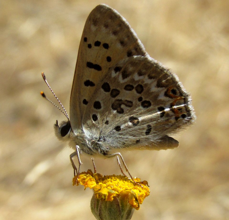 Edith's Copper, Lycaena editha
