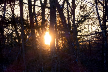 Woodsy Winter Sunset photo