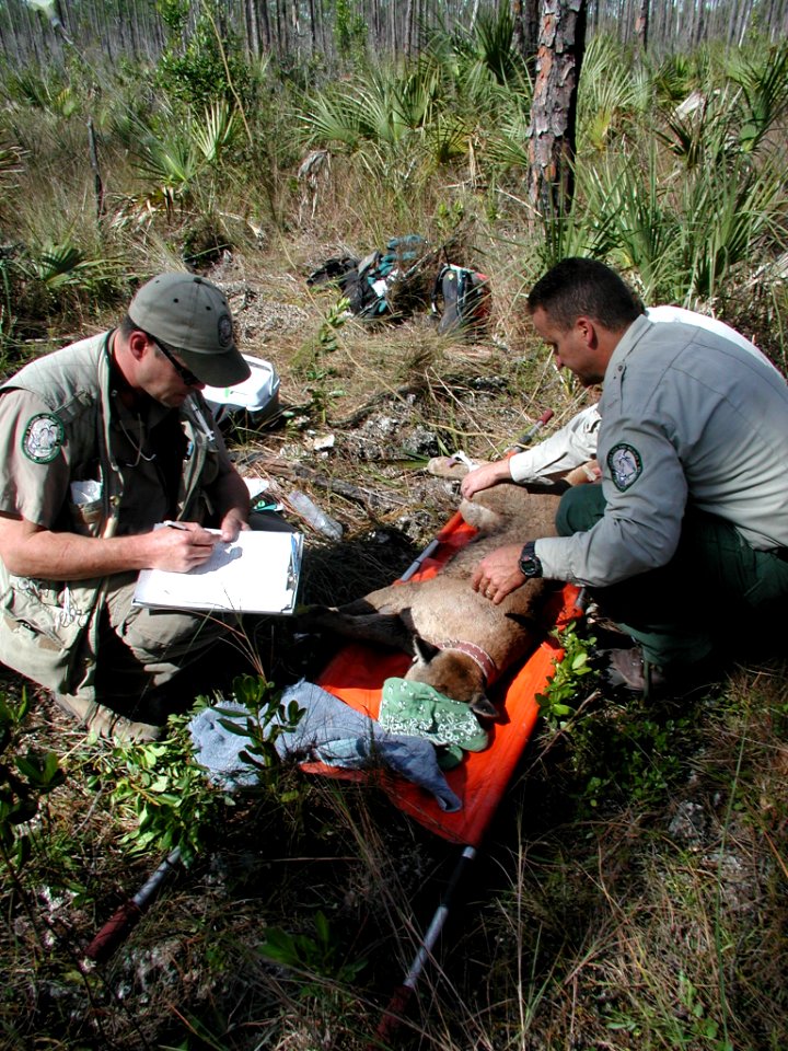 Florida Panther Radio Collaring Research (2), NPSPhoto photo