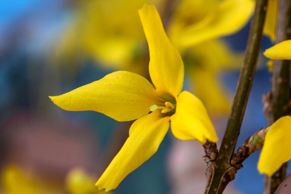 Bloom forsythia gold lilac