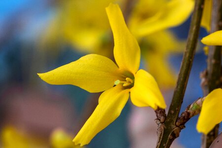 Bloom forsythia gold lilac