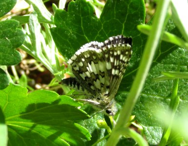 Two-Banded Checkered Skipper, Pyrgus ruralis