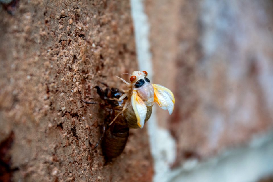 Cicada Molting 027