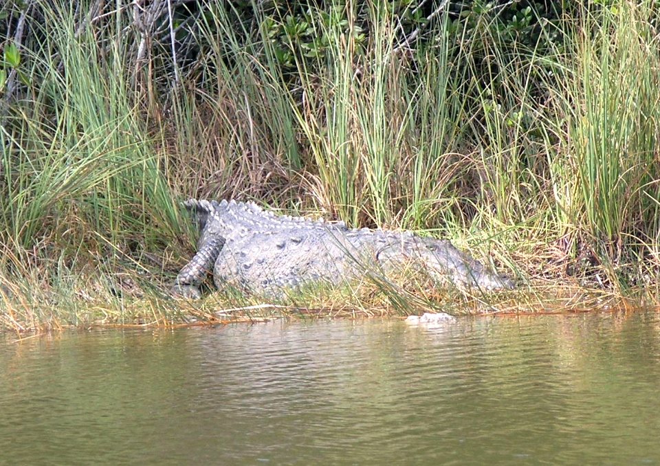 Crocodile 2, NPSphoto, S. Zenner