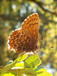 Western Pine Elfin