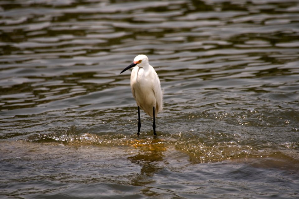 Snowy Egret 06-08-2018 42