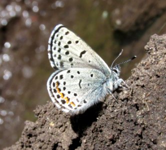 Acmon Blue, Icaricia acmon