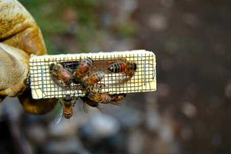 Beekeeping beekeeper worker