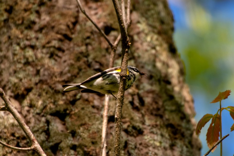 2019 Walk for the Woods Bacon Ridge Natural Area 067 Yellow Rumped Warbler