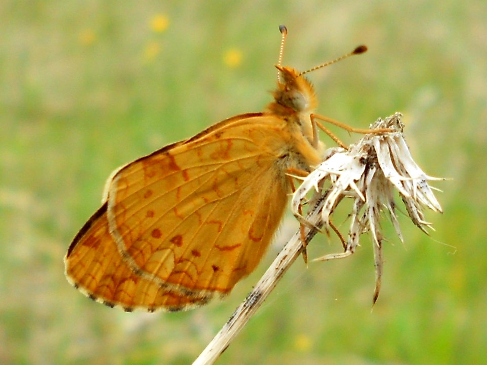 Field crescent, Phyciodes pulchellus