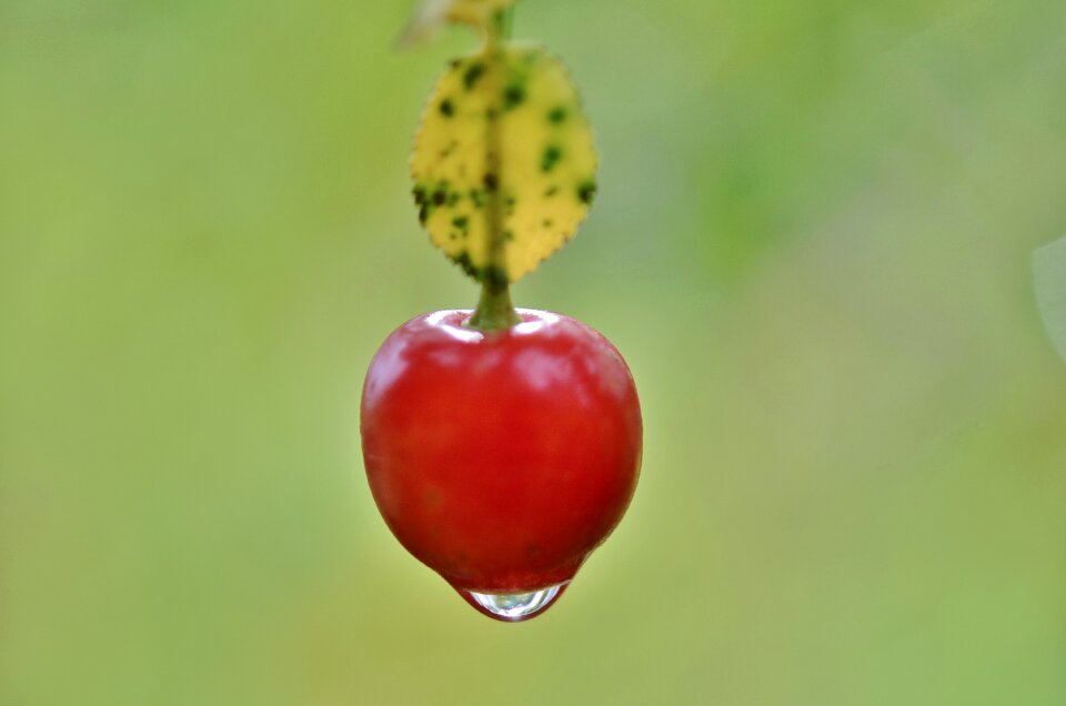 Summer red leaf