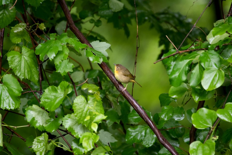 Common Yellowthroat 8665