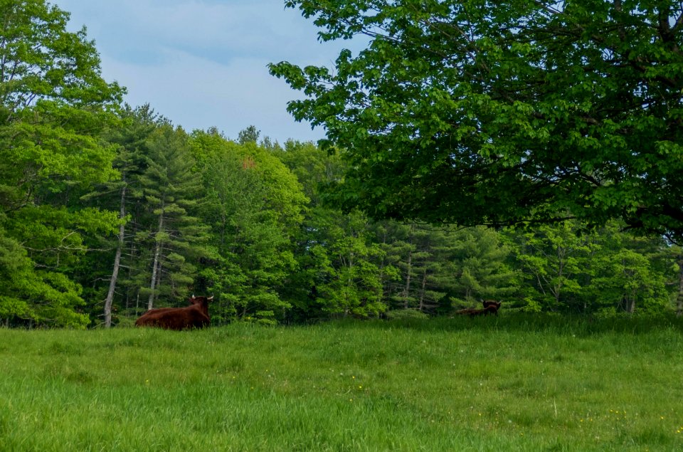 Gazing not grazing